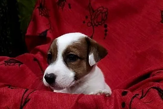 Wzorcowe Jack Russelle JRT gładkie doskonała budowa ojciec FCI, Opolskie, Krapkowice