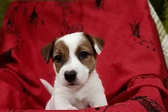 Wzorcowe Jack Russelle JRT gładkie doskonała budowa ojciec FCI, Opolskie, Krapkowice