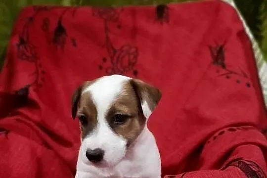 Wzorcowe Jack Russelle JRT gładkie doskonała budowa ojciec FCI, Opolskie, Krapkowice