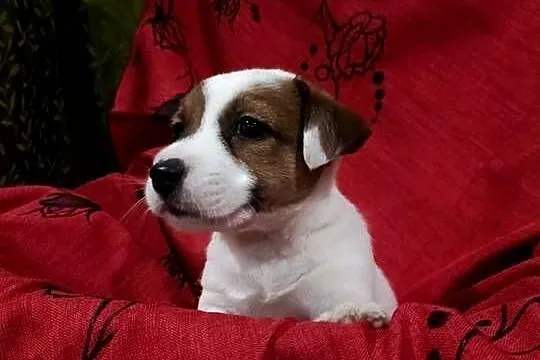 Wzorcowe Jack Russelle JRT gładkie doskonała budowa ojciec FCI, Opolskie, Krapkowice