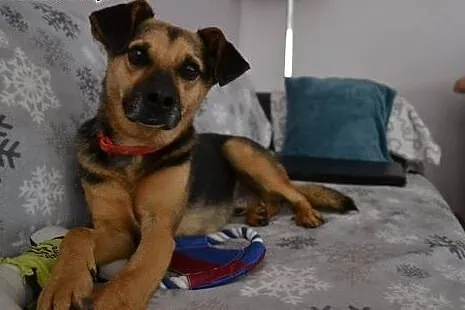 Cudaczek kocha ludzi ponad wszystko - boi się samo