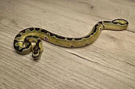 Pyton królewski Enchi Fire Blade poss OD YB/Specter Clown Clown