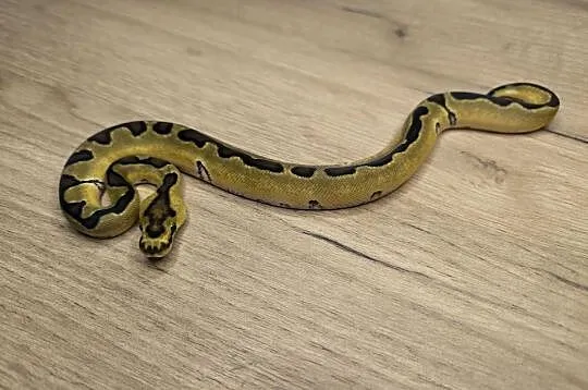 Pyton królewski Enchi Fire Blade poss OD YB/Specter Clown Clown