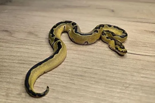 Pyton królewski Enchi Fire Blade poss OD YB/Specter Clown Clown, Mazowieckie, Makowiec