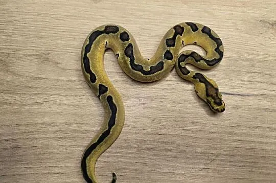 Pyton królewski Enchi Fire Blade poss OD YB/Specter Clown Clown, Mazowieckie, Makowiec