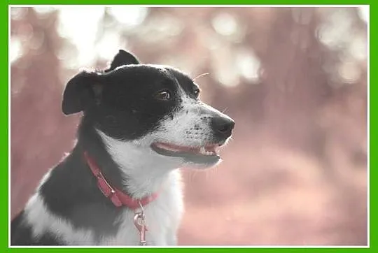 Mały,łaciaty sympatyczny PEPE, przyjazny i łagodny_Adopcja