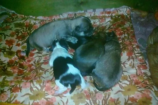 Chihuahua