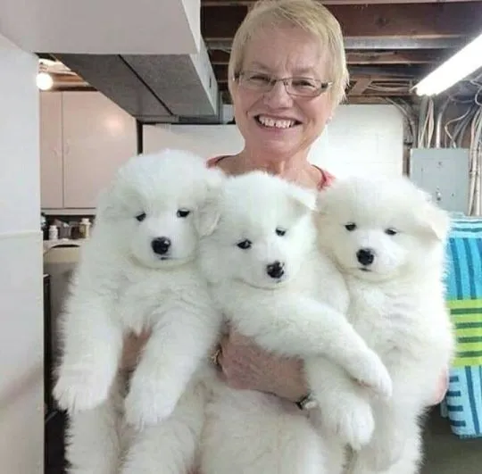 Dostępne szczenięta Samoyed gotowe do nowych domów