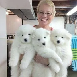 Dostępne szczenięta Samoyed gotowe do nowych domów