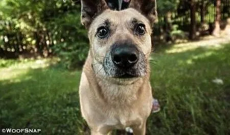 ZUZIA - kochana sunia, porzucona na działkach do adopcji, mazowieckie Warszawa, Mazowieckie, Warszawa
