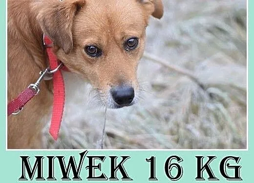 16kg,średni,łagodny,przyjazny,tulaśny piesek MIWEK