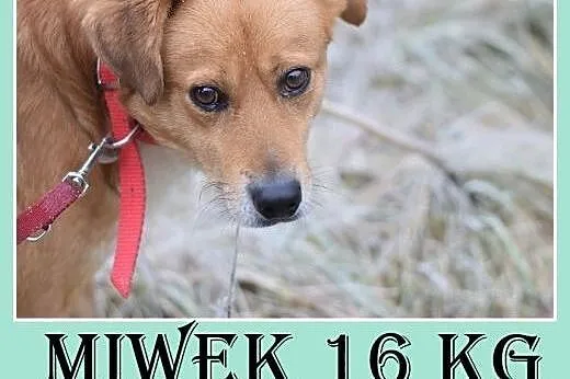 16kg,średni,łagodny,przyjazny,tulaśny piesek MIWEK