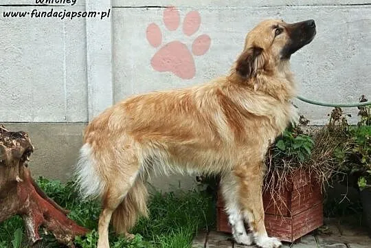 Whitney - grzeczna i przyjacielska, Mazowieckie, Nowy Dwór Mazowiecki
