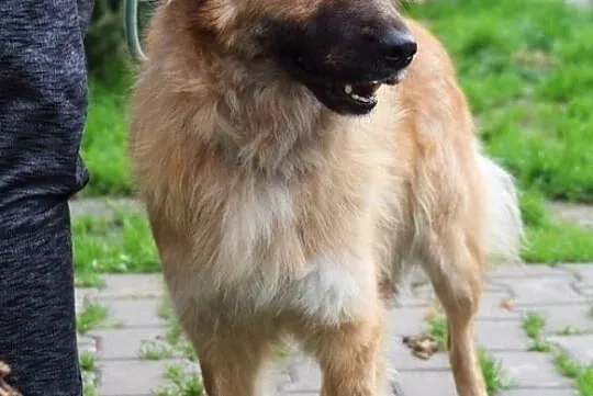Whitney - grzeczna i przyjacielska, Mazowieckie, Nowy Dwór Mazowiecki