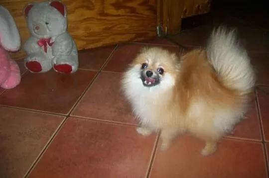 Pomeranian, Mszana