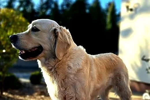 Golden retriever, Wielkopolskie, Ilno