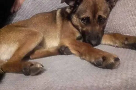 Sunia Maja szuka kogoś kto ją pokocha i da dom! , 
