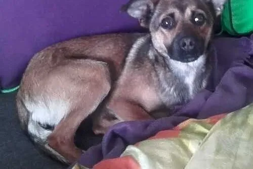 Sunia Maja szuka kogoś kto ją pokocha i da dom! , 