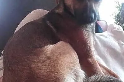 Sunia Maja szuka kogoś kto ją pokocha i da dom! , 