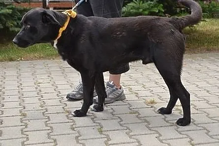 Goliat czeka na swojego człowieka.,  wielkopolskie
