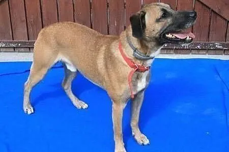 ROKI - młody wesołek już tak długo czeka na dom...adoptuj!,  mazowieckie Warszawa