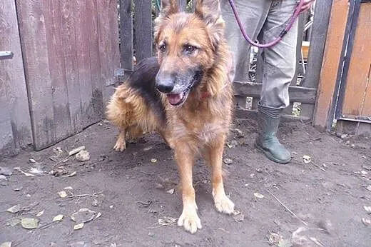 Diana - piękna suczka OWCZAREK NIEMIECKI adopcja,  Kundelki cała Polska