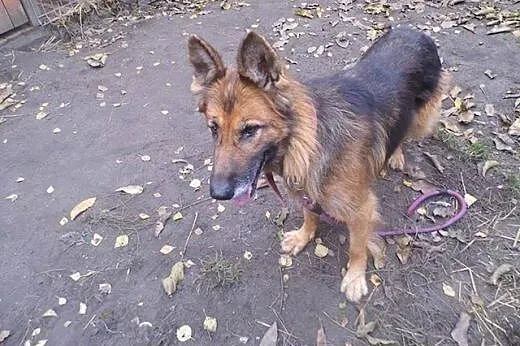 Diana - piękna suczka OWCZAREK NIEMIECKI adopcja, 