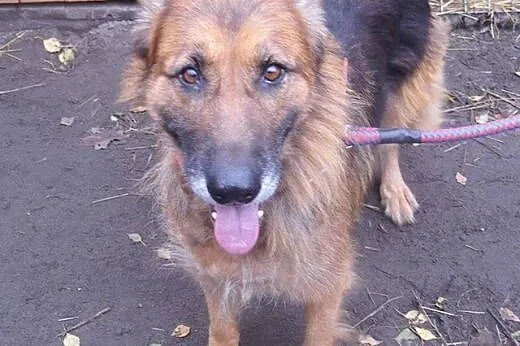 Diana - piękna suczka OWCZAREK NIEMIECKI adopcja, 