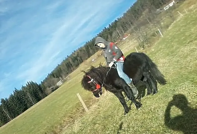 Sprzedam kucyka