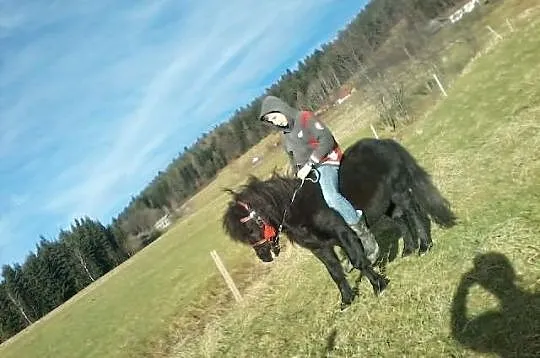 Sprzedam kucyka