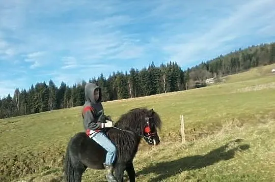 Sprzedam kucyka