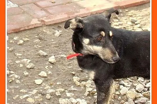 Mała 7 kg sunia PATI, wesoła, towarzyska,łagodna_Adopcja_
