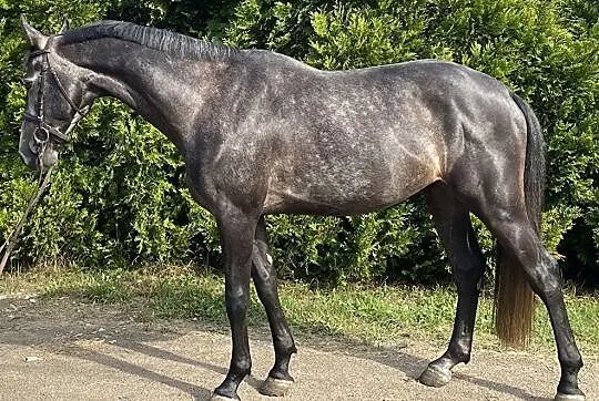 Rubino - 4 letni wałach Calico x Larino x Burgraf, , 