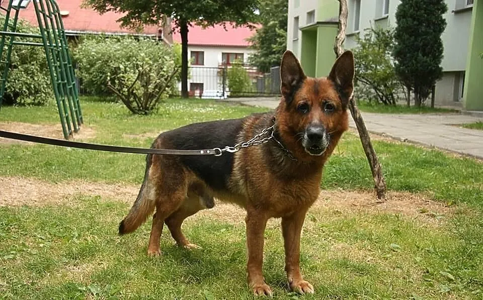 Przygarnij Maxa :)