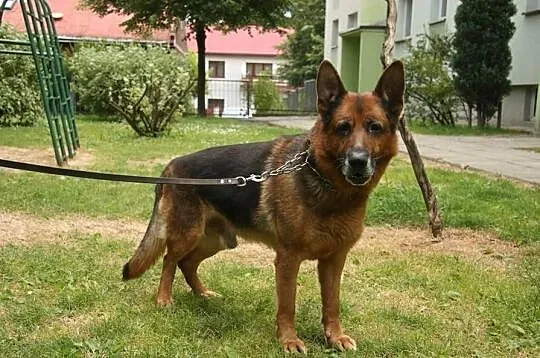 Przygarnij Maxa :)