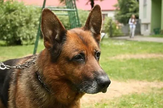 Przygarnij Maxa :)