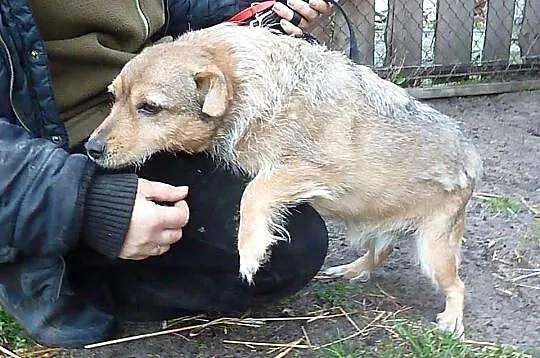 Frytka, niewielka, nieśmiała sunia do pokochania!