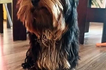 Yorkshire terrier piesek 2kg