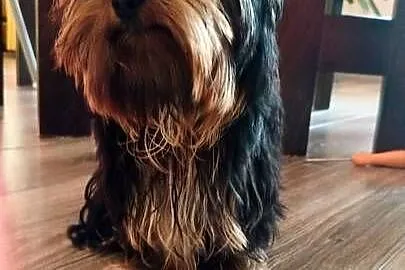 Yorkshire terrier piesek 2kg, Małopolskie, Olkusz
