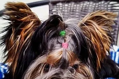 Yorkshire terrier piesek 2kg, Małopolskie, Olkusz