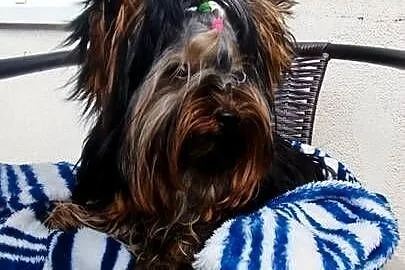 Yorkshire terrier piesek 2kg, Małopolskie, Olkusz