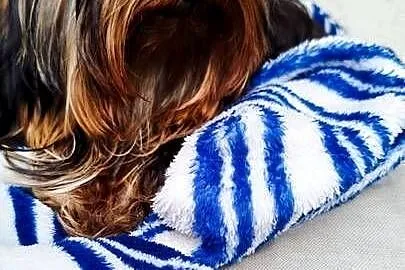 Yorkshire terrier piesek 2kg, Małopolskie, Olkusz