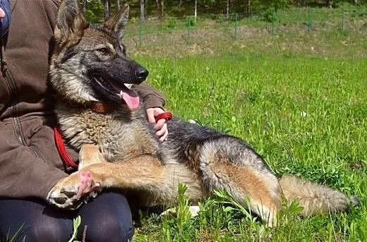 Ciekawa świata, młodziutka Kasja :), warmińsko-ma