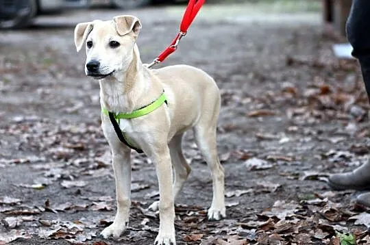 Goldi-suczka do adopcji