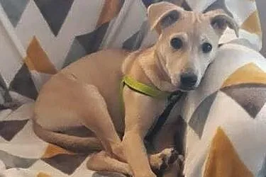 Goldi-suczka do adopcji, Mazowieckie, Warszawa
