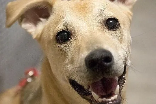 Goldi-suczka do adopcji, Mazowieckie, Warszawa