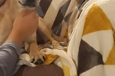 Goldi-suczka do adopcji, Mazowieckie, Warszawa