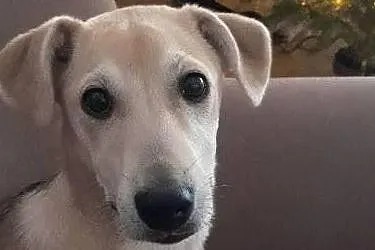 Goldi-suczka do adopcji, Mazowieckie, Warszawa