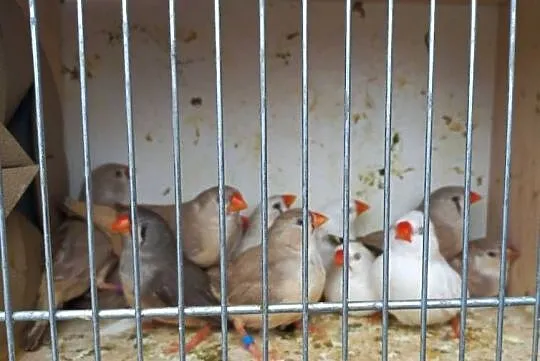 Zeberki australijskie