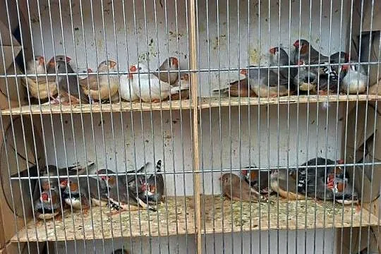 Zeberki australijskie, Mazowieckie, Drożanki